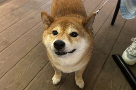 狗狗产后奶结硬块怎么办