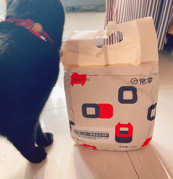 怎么教猫咪用猫砂?这是一场关于信任的温柔训练 怎么教猫咪用猫砂?这是一场关于信任的温柔训练