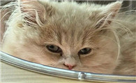 猫得猫传腹死了用消毒吗
