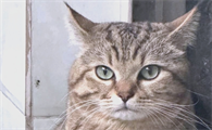 猫咪走丢了怎么办