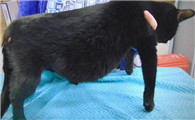 猫肚子大除了传腹还是什么