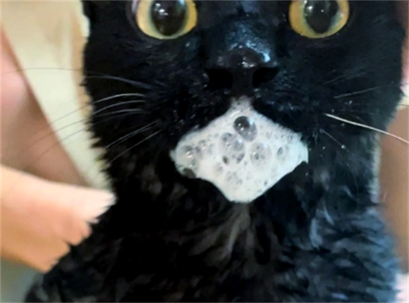 猫突然吐出一些白色液体