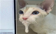 猫吐清水一样的液体还拉稀
