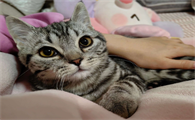 猫吐清水一样的液体吃什么药