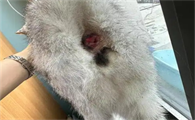 猫咪大便后肛门不干净正常吗
