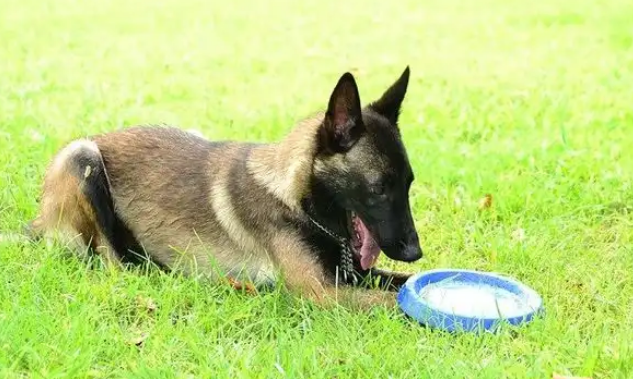 警犬中的“黑面神”，铁面无私的比利时马林诺斯犬