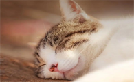 猫咪驱虫要去店里驱吗多少钱