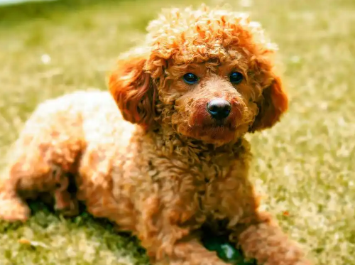 如果泰迪犬不做绝育,几年后会变成什么样,你知道吗? 如果泰迪犬不做绝育,几年后会变成什么样,你知道吗?