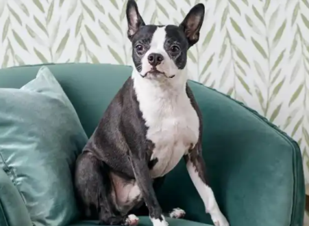 治疗犬的优秀工作者——波士顿梗犬
