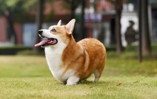威尔斯柯基犬多少钱一只?哪个颜色比较贵? 威尔斯柯基犬多少钱一只?哪个颜色比较贵?
