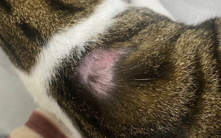 猫得皮炎多久能恢复