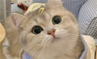 猫咪到处撒尿有什么好办法