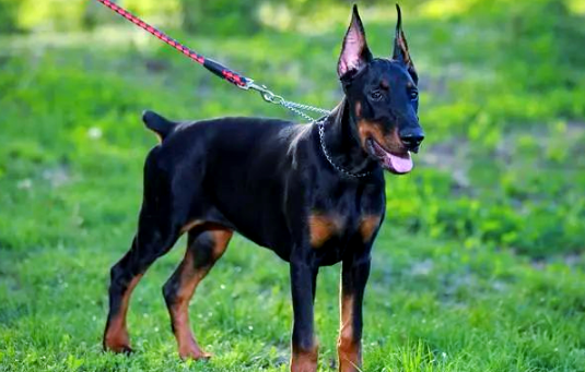 老年犬缺钙容易引发哪些疾病 老年犬缺钙容易引发哪些疾病