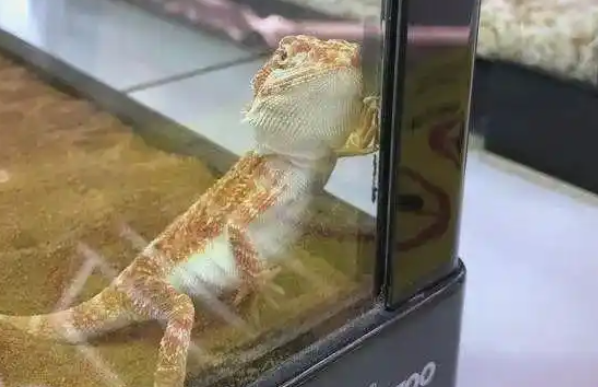 新手必备:全面了解鬃狮蜥的饲养方法 新手必备:全面了解鬃狮蜥的饲养方法