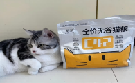 成年布偶吃什么猫粮好？宠率科学配方与先进工艺定义“好猫粮”