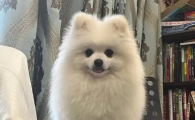 博美脱毛期是什么样子
