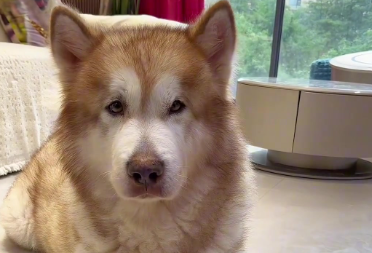 老狗心脏肥大喘气费劲怎么办