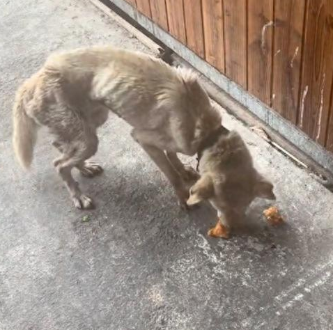 一只饿成皮包骨的狗狗,因生病留下后遗症不停抖 一只饿成皮包骨的狗狗,因生病留下后遗症不停抖