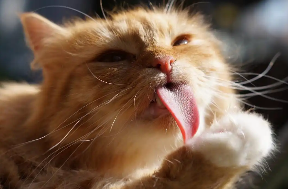猫一直吐舌头喘气是怎么回事