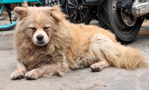 流浪狗为报答店主投喂赠送幼崽,引人泪目 流浪狗为报答店主投喂赠送幼崽,引人泪目