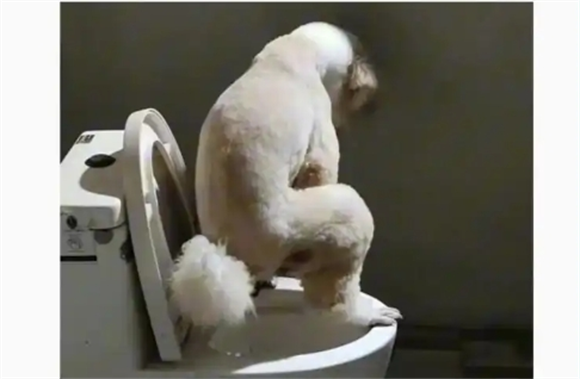 怎么教宠物狗去卫生间大小便啊