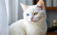 异瞳猫咪：独特的魅力，双倍的爱