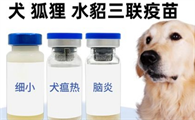 齐鲁动保宠物品牌背景与实力！