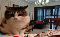 宠物猫为什么踩奶还嘬怎么办