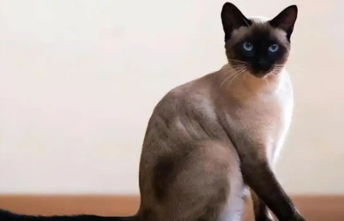 猫咪抑郁症时怎么安抚情绪