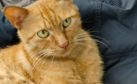 猫的眼睛变圆什么意思