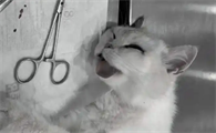 猫咪子宫蓄脓自己会好吗