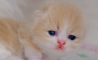 夏天猫呼吸急促腹部起伏快