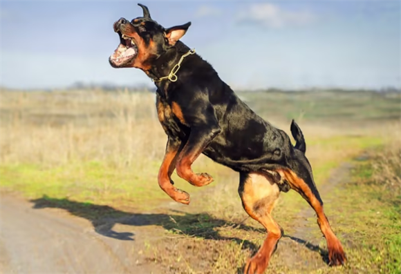 罗威纳怎么看是不是纯种的呢? 罗威纳怎么看是不是纯种的呢?