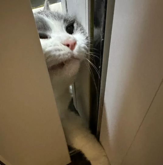 广州一猫咪因会 “开门” 走红网络,网友纷纷赞赏 广州一猫咪因会 “开门” 走红网络,网友纷纷赞赏