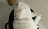 狗狗湿疹怎么治疗