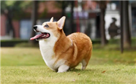 威尔斯柯基犬多少钱一只？哪个颜色比较贵？