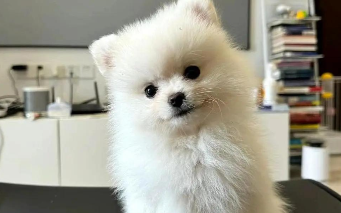 博美专用狗粮哪种好？选乐顿狗粮，科学喂养从精准营养开始