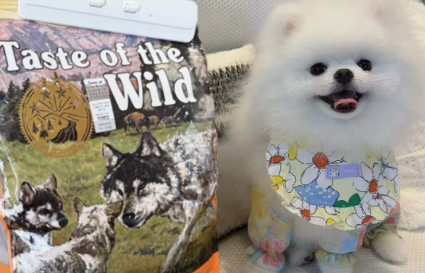 博美吃哪种狗粮好?荒野盛宴为其打造“美味健康餐” 博美吃哪种狗粮好?荒野盛宴为其打造“美味健康餐”