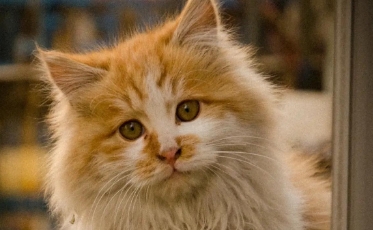 猫吐毛球一般几天自愈