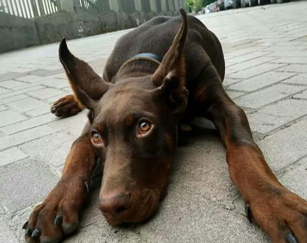 威武霸气的6大护卫犬,不但绝对忠诚,而且超服从主人 威武霸气的6大护卫犬,不但绝对忠诚,而且超服从主人