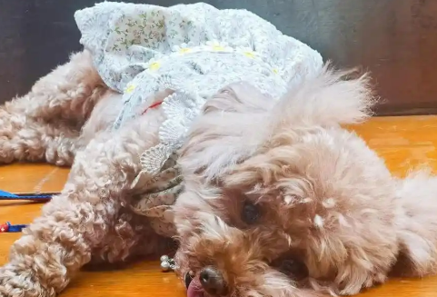 狗狗咬了蟾蜍口吐白沫会死吗