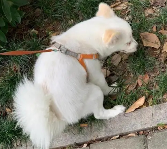 狗狗粪便里有白色虫子 狗狗粪便里有白色虫子