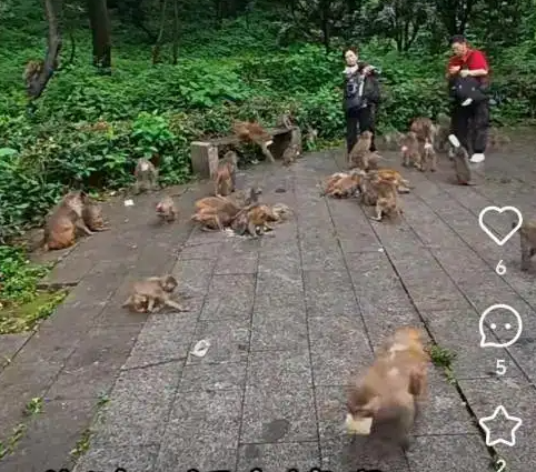 女生拿西瓜喂猴被猴子飞踹一脚,官方回应:野猴易伤人 女生拿西瓜喂猴被猴子飞踹一脚,官方回应:野猴易伤人