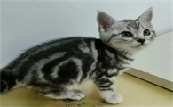 宠物猫踩奶并且发出声音