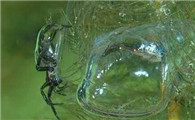 水蜘蛛:生活在水中的独特蜘蛛品种