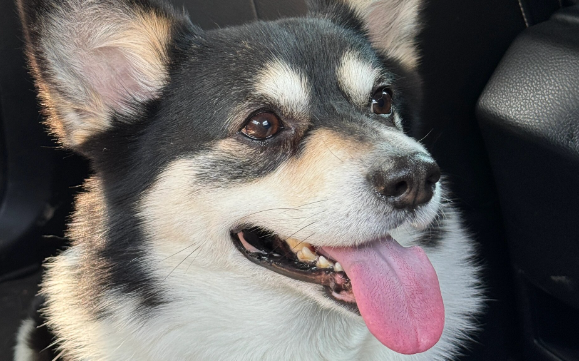 威尔斯柯基犬：从古老起源到现代伴侣