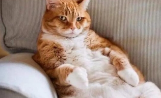 猫咪怎么养才听话粘人 猫咪怎么养才听话粘人