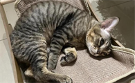 猫咪抽筋怎么回事