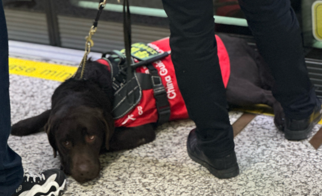 深圳酒店拒绝导盲犬后续:从冲突到示范的蜕变 深圳酒店拒绝导盲犬后续:从冲突到示范的蜕变