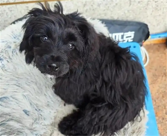 狗狗和犬瘟狗狗玩了以后怎么办 狗狗和犬瘟狗狗玩了以后怎么办